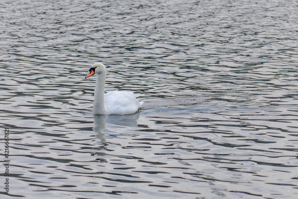 A swan is swimming in a lake