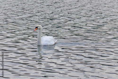 Obraz na płótnie A swan is swimming in a lake w salonie