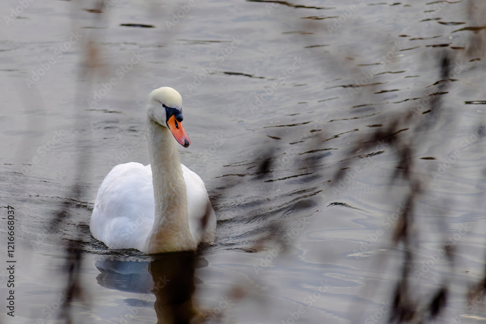 A swan is swimming in a lake