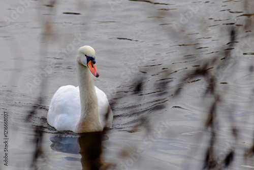 A swan is swimming in a lake