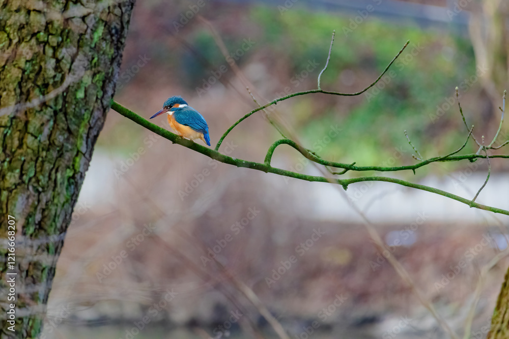 Common Kingfisher perched on a branch of a tree
