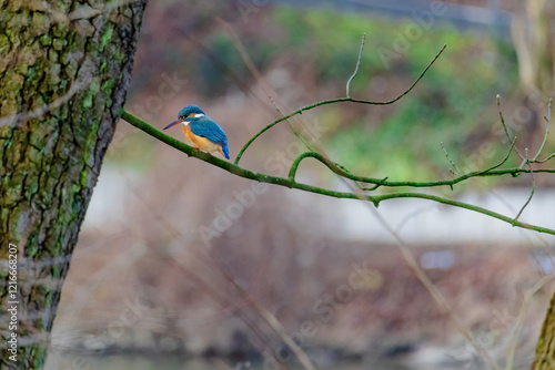 Obraz na płótnie Common Kingfisher perched on a branch of a tree w salonie