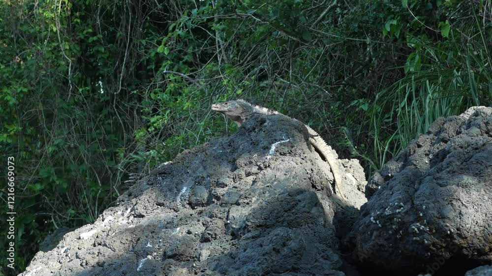 Large Iguana Resting on Rocks on Coast of Manuel Antonio Beach Large Iguana Resting on Rocks on Coast of Manuel Antonio Beach