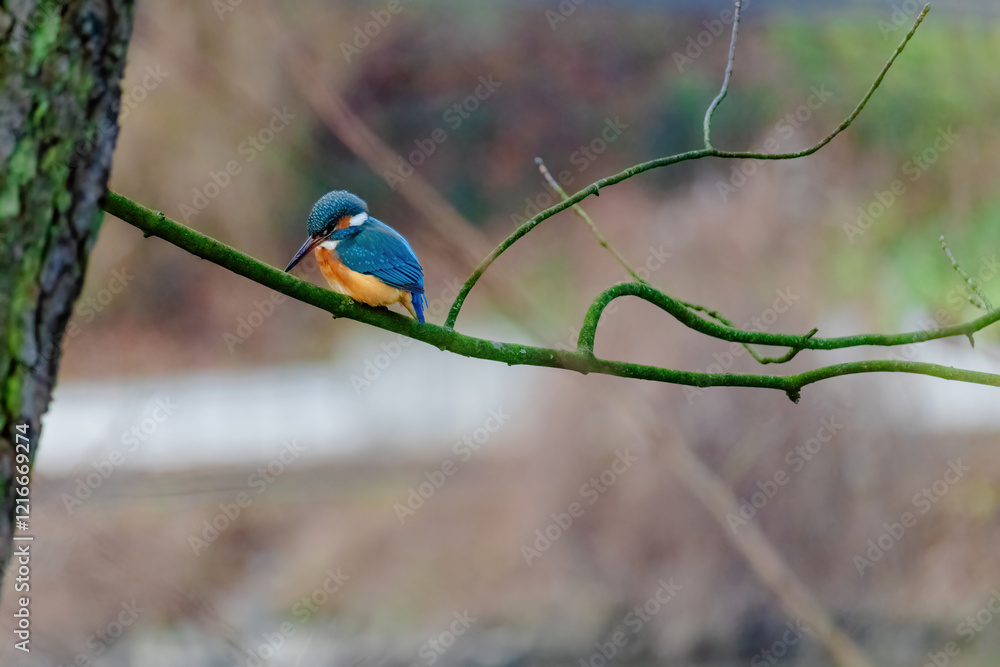 Fototapeta premium Common Kingfisher perched on a branch of a tree