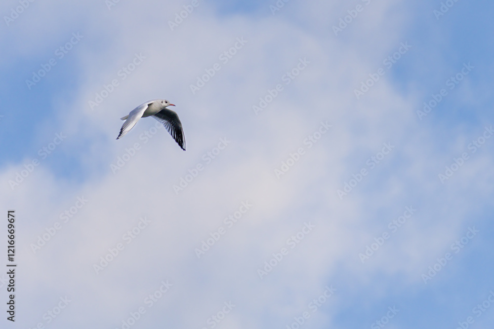 A seagull flies high in the sky above a blue and white cloudless sky
