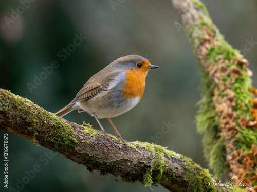 Rotkehlchen (Erithacus rubecula) photo