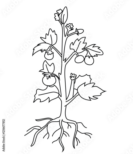 Cute cartoon hand drawn vector tomato plant with leaves, fruits, flowers and root system isolated on white background.