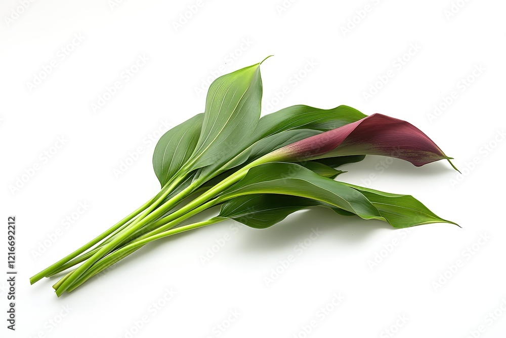 Elegant Single Calla Lily Blossom with Lush Green Leaves on White Background, Perfect for Wedding Elegant Single Calla Lily Blossom with Lush Green Leaves on White Background, Perfect for Wedding