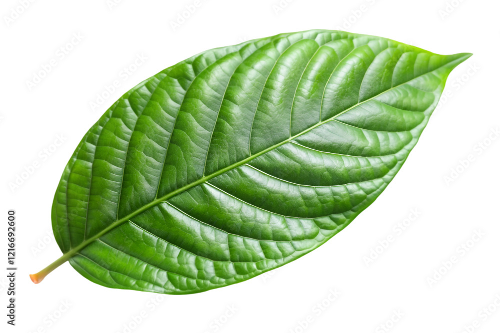 green cocoa leaf isolated on transparent background