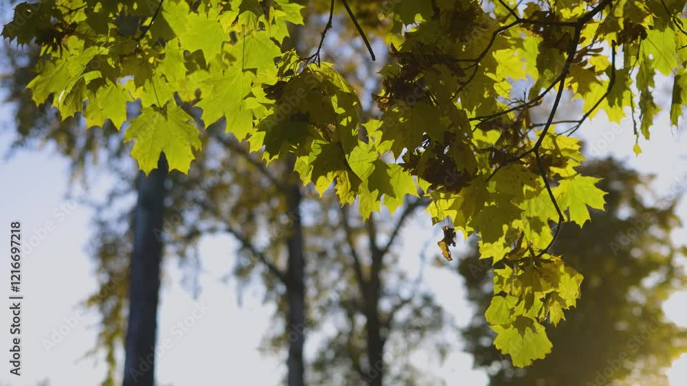 Golden autumn leaves illuminated by warm sunlight, hanging from a tree branch against a backdrop of lush green foliage, capturing the essence of a serene fall day. Golden autumn leaves illuminated by warm sunlight, hanging from a tree branch against a backdrop of lush green foliage, capturing the essence of a serene fall day.