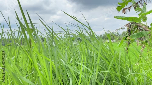 The weeds swayed in the strong wind