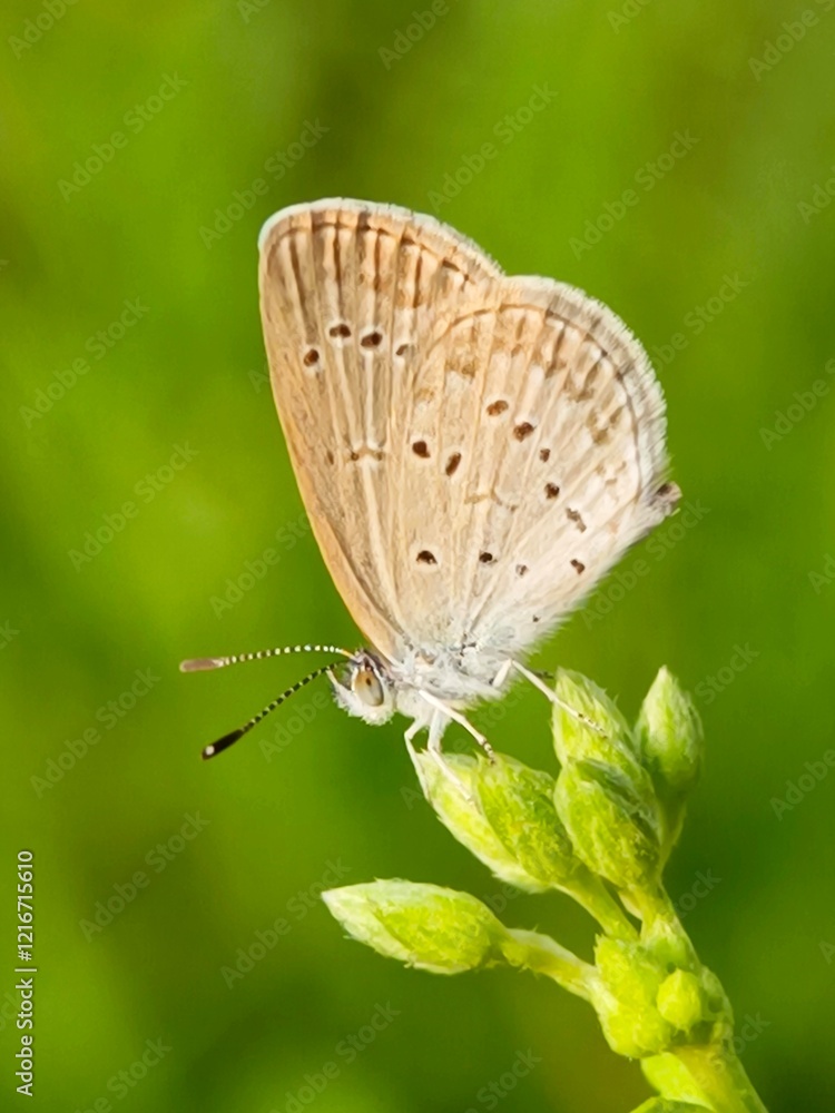 Fototapeta premium butterfly on a green leaf