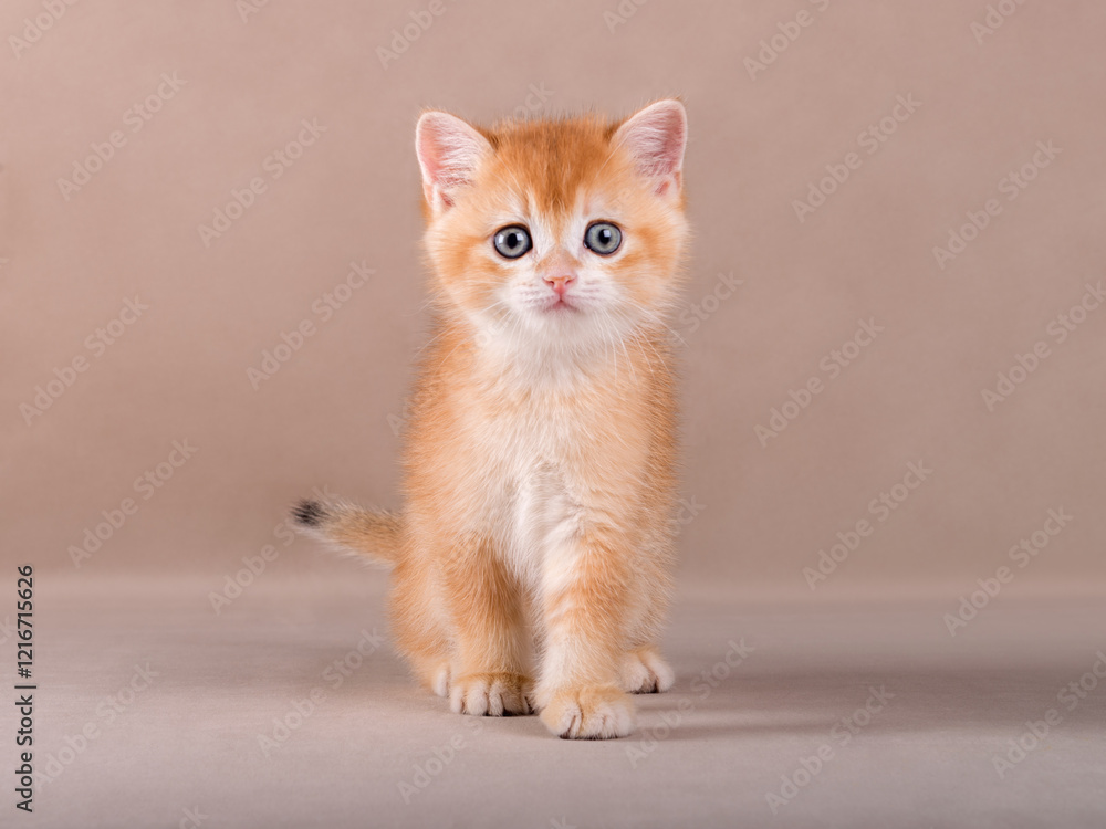 Cute british shorthair chinchilla cat on background