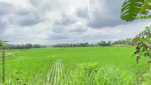 A green rice fields and rice growing abundantly