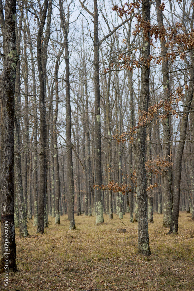 trees in a forest without leaves on a February day
