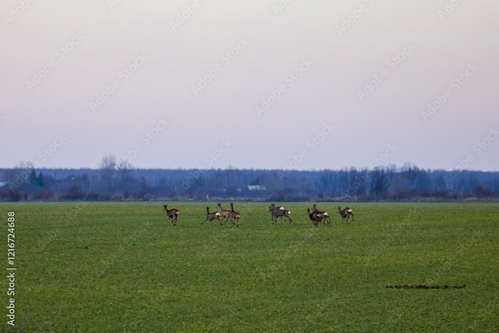 group of deer in an agricultural field in early spring group of deer in an agricultural field in early spring