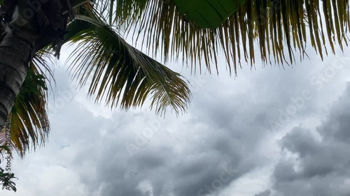 A coconut leaves sway in the wind