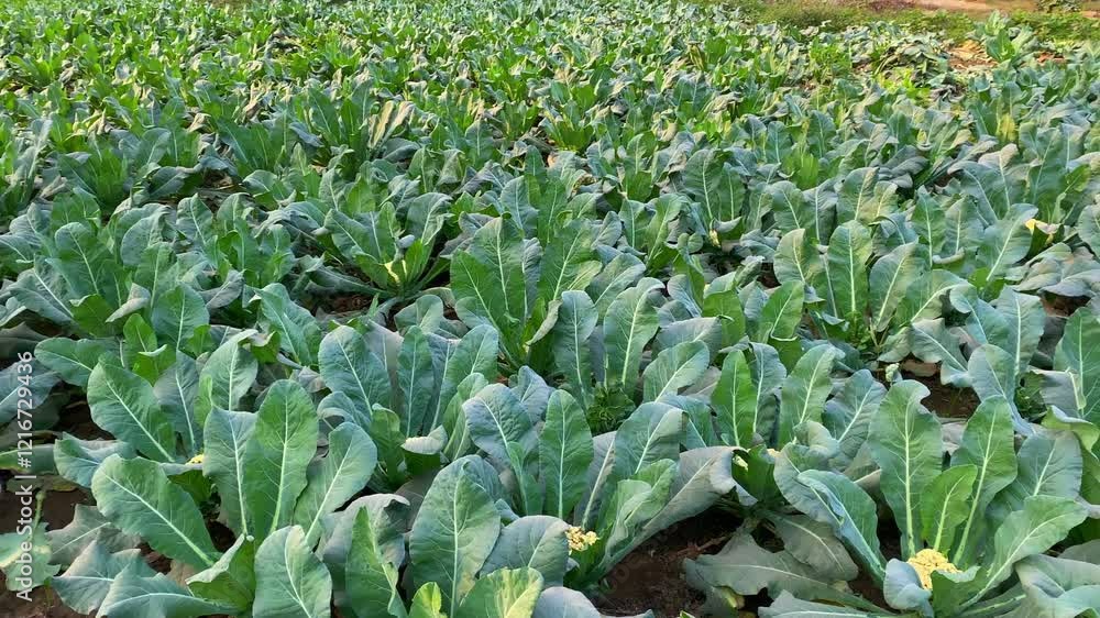 Cauliflower in field, Cauliflower growing in field Cauliflower in field, Cauliflower growing in field