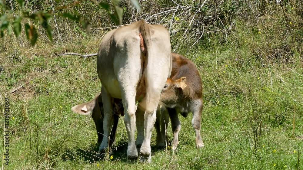 Calf suckling from its mother's udder.
Nice calf looking for the best position to feed while its mother eats grass from the meadow. Calf suckling from its mother's udder.
Nice calf looking for the best position to feed while its mother eats grass from the meadow.