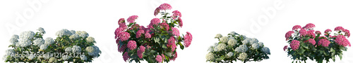 фотографія Set of Hydrangea macrophylla Clound Water Blue and Hydrangea macrophylla Light C