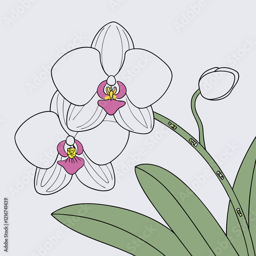 White orchid flowers with green leaves in minimal line art style