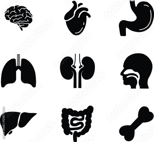 Human internal organs and anatomy related vector flat icon set. Human body related internal organs symbol on isolated transparent background. Human anatomy Editable Stroke. Vector illustration.