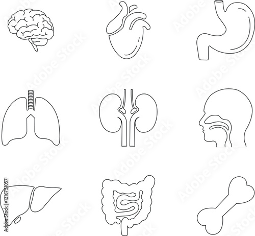 Human internal organs and anatomy related vector line icon set. Human body related internal organs symbol on isolated transparent background. Human anatomy Editable Stroke. Vector illustration.