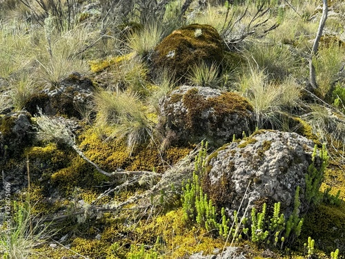 Beautiful, shiny green mosses carpet the high-altitude slopes of Mount Kenya, their spongy texture glistening under the soft sunlight. 
