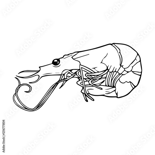 prawn outline vector illustration