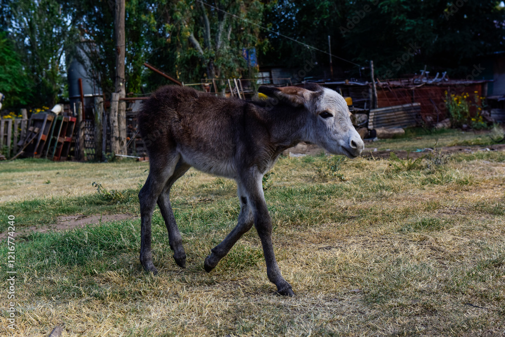 Donkey newborn baby in farm, Argentine Countryside