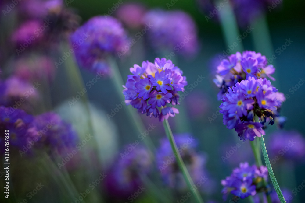 Fototapeta premium Blooming purple Primula Denticulata
