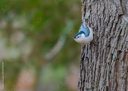 Photography White-breasted nuthatch on the side of a tree trunk looking outwards into the wo