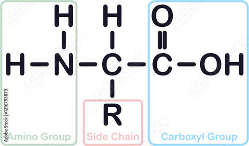 Amino Acid Chemical Structure photo