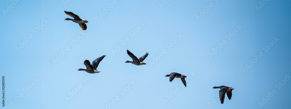 Fototapeta premium Horizontal banner or header with flock of greylag geese (Anser anser) flying in formation against a clear sky.