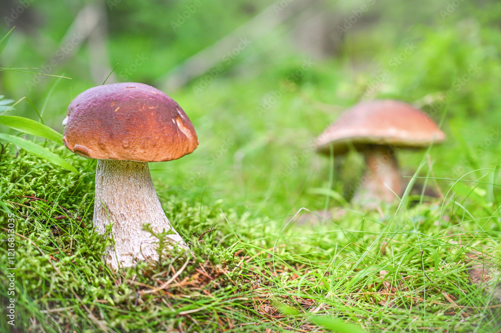 Pair of boletus mushrooms stand on lush green moss next to tiny purple flowers, surrounded by a serene forest ambiance and dimly lit by the setting sun. Pair of boletus mushrooms stand on lush green moss next to tiny purple flowers, surrounded by a serene forest ambiance and dimly lit by the setting sun.