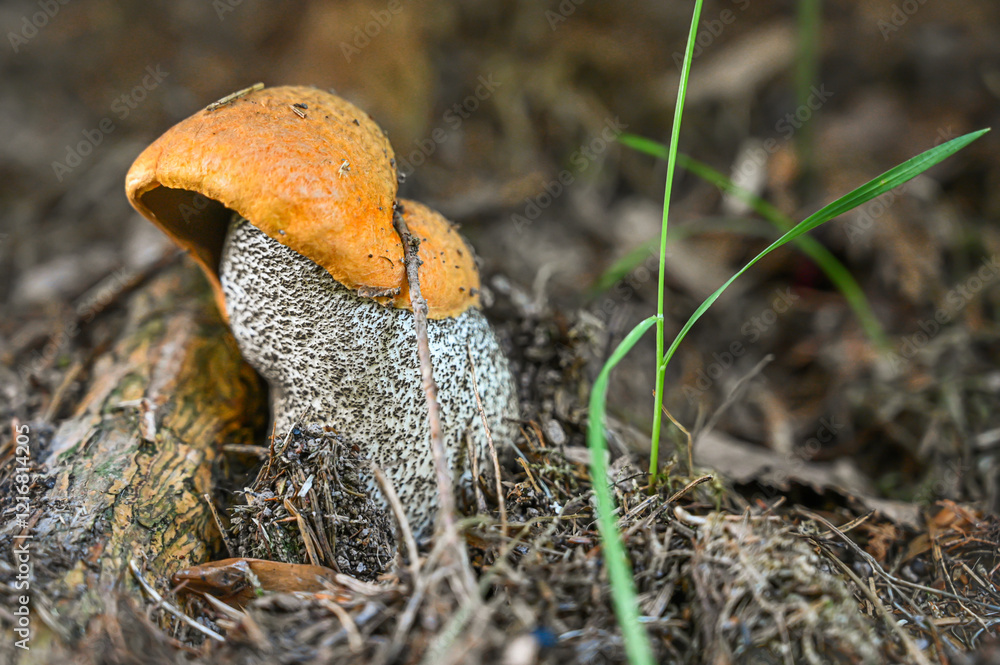 Pair of leccinum mushrooms grow from the earthy ground beside a fallen pinecone, set against a backdrop of grass and subtle natural lighting