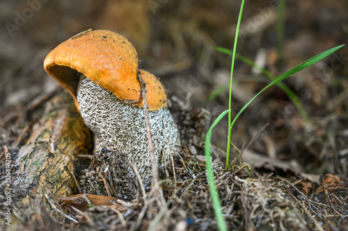 Obraz na płótnie Pair of leccinum mushrooms grow from the earthy ground beside a fallen pinecone, set against a backdrop of grass and subtle natural lighting w salonie