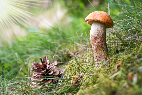 Obraz na płótnie Pair of leccinum mushrooms grow from the earthy ground beside a fallen pinecone, set against a backdrop of grass and subtle natural lighting w salonie