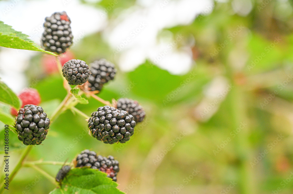 A detailed close-up photograph showcasing ripe blackberries hanging from branches with vibrant green leaves, highlighting nature's bountiful harvest essence