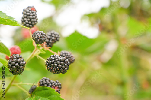 Obraz na płótnie A detailed close-up photograph showcasing ripe blackberries hanging from branches with vibrant green leaves, highlighting nature's bountiful harvest essence w salonie