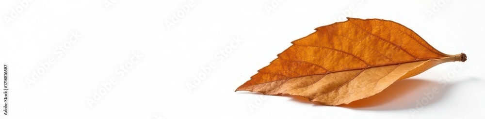 Obraz premium Dried tobacco leaf against white background with isolated details, leaf, green