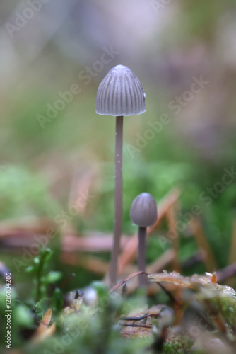 Mycena galopus, known as the milking bonnet or the milk-drop mycena, wild mushroom from Finland photo