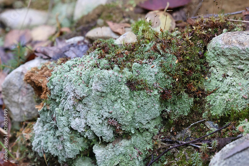 Baeomyces rufus, commonly known as the brown beret lichen, a cap lichen from Finland photo