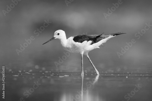 Mono black-winged stilt crosses mudflat in pond photo