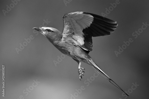 Mono lilac-breasted roller flies against blurred background photo