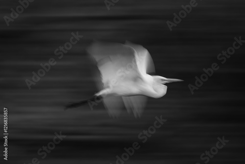 Mono slow pan of egret following banks photo