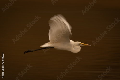 Slow pan of great egret above river photo