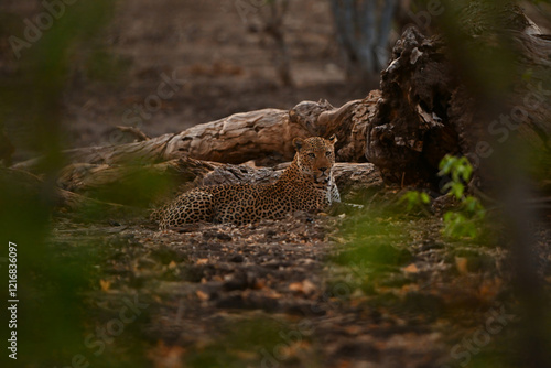 Male leopard lies beside log watching camera photo