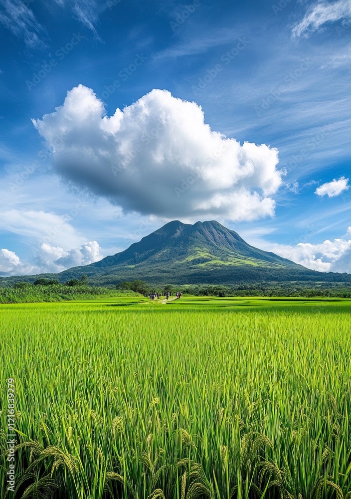 Fototapeta premium A photo of the grassy peak of Mount Arayat in Kalung, tanjil rÃ«a with blue sky and white clouds. In front is an endless rice field.