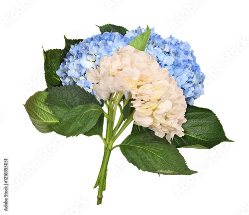 Blue  and cream hydrangea f...